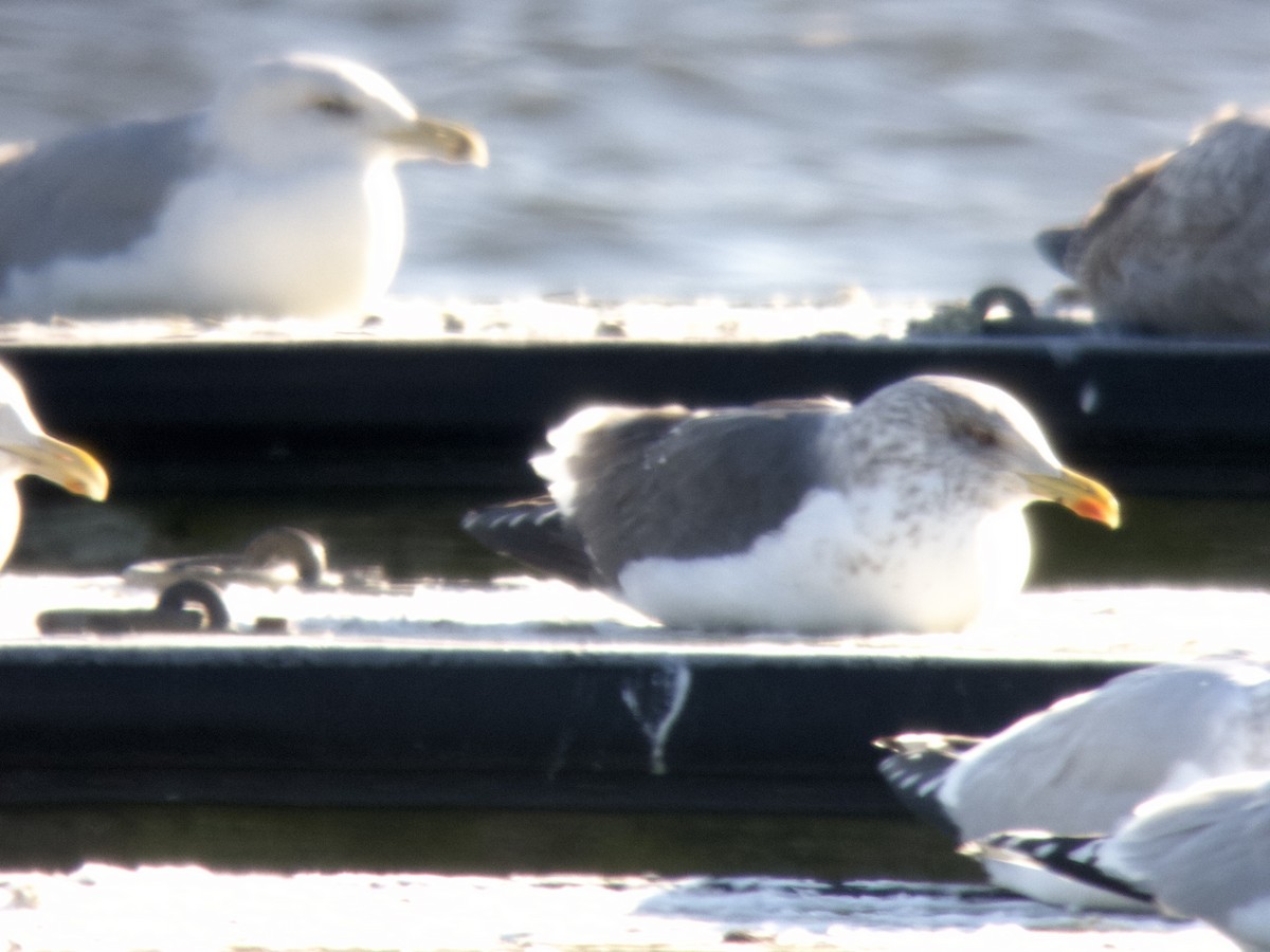 Lesser Black-backed Gull - ML613652888