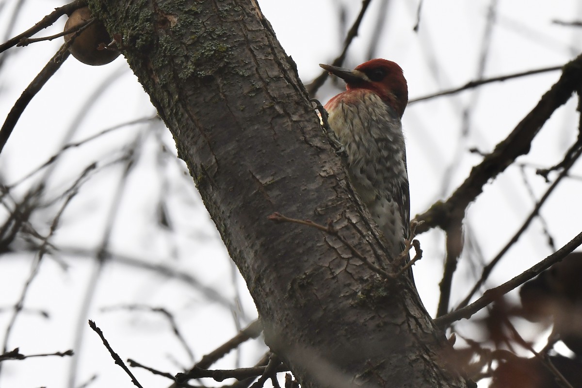 Red-breasted Sapsucker - ML613652889