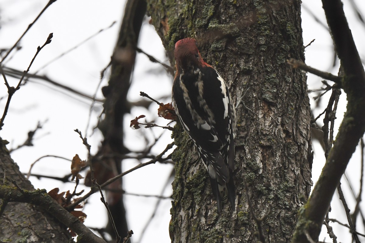 Red-breasted Sapsucker - ML613652897