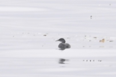 Red-necked Grebe - ML613653066
