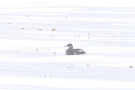 Red-necked Grebe - ML613653067