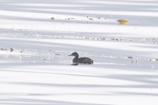 Red-necked Grebe - ML613653068