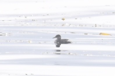 Red-necked Grebe - ML613653069