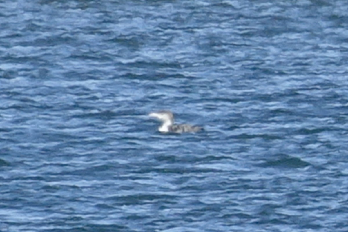 Plongeon à bec blanc - ML613653151