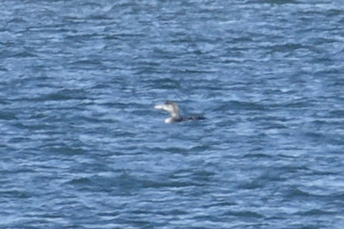 Yellow-billed Loon - Dave Williams