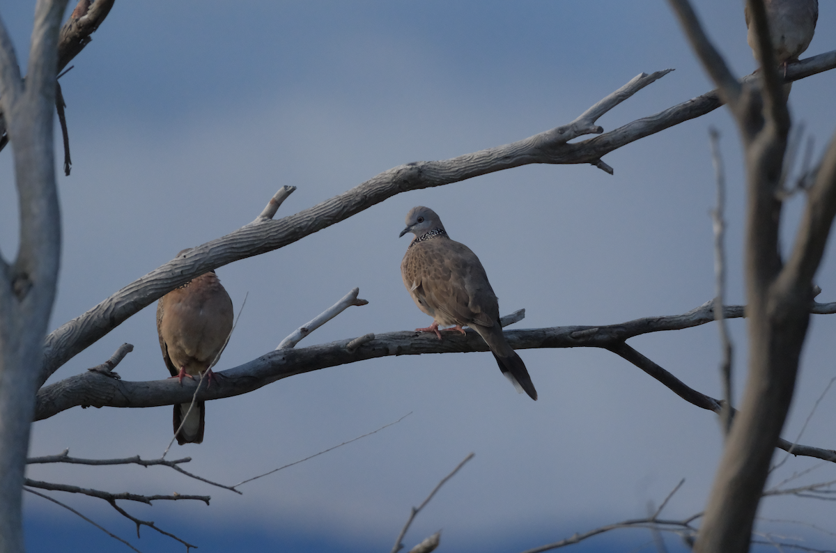 Spotted Dove - ML613653164
