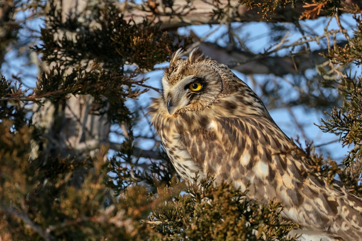 Short-eared Owl - ML613653167