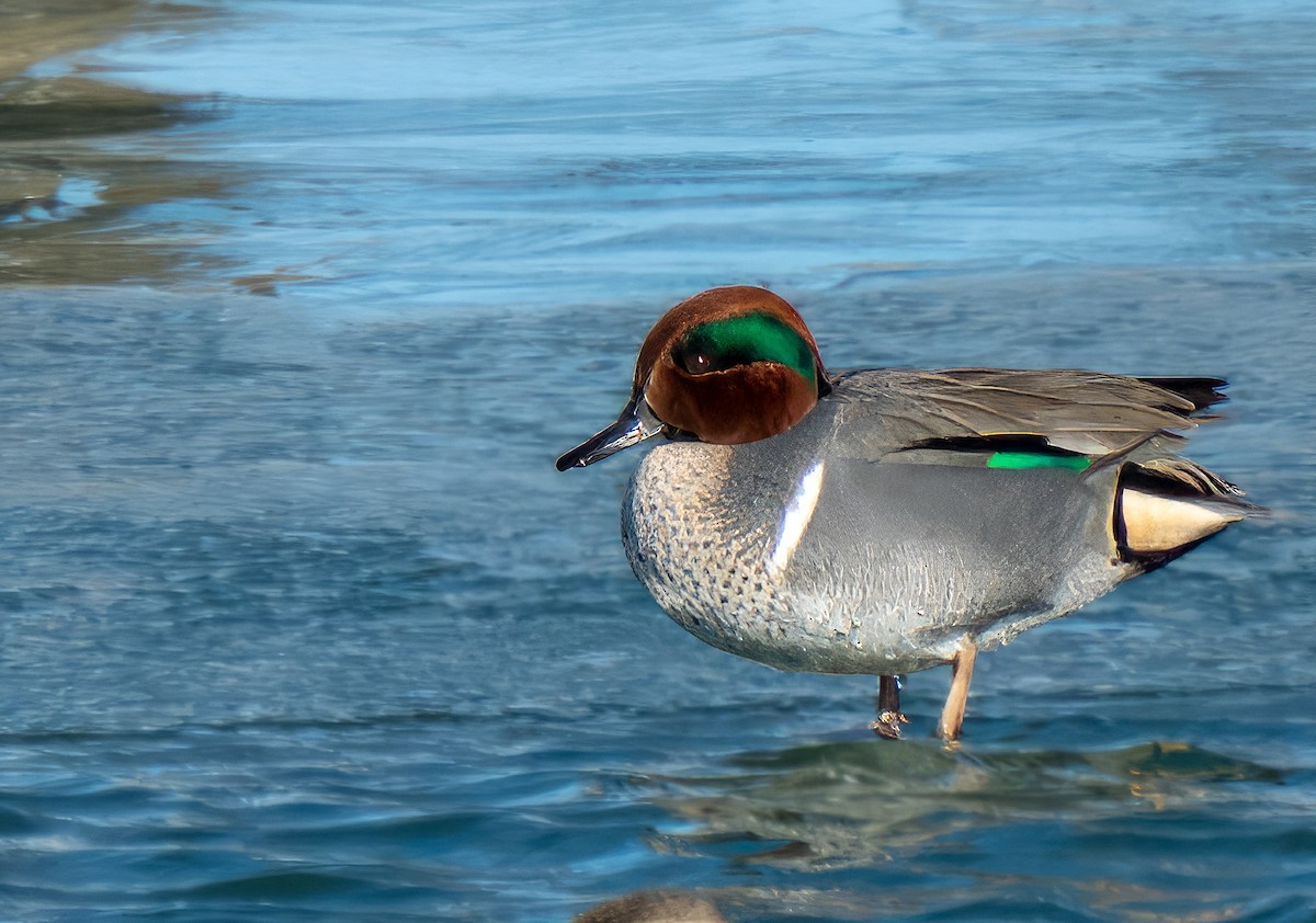 Green-winged Teal - ML613653265