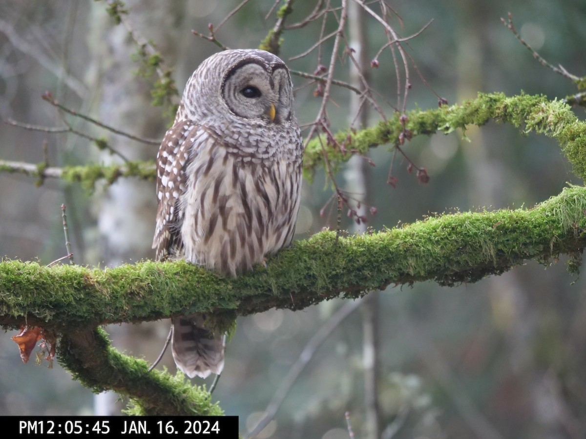 Barred Owl - ML613653297