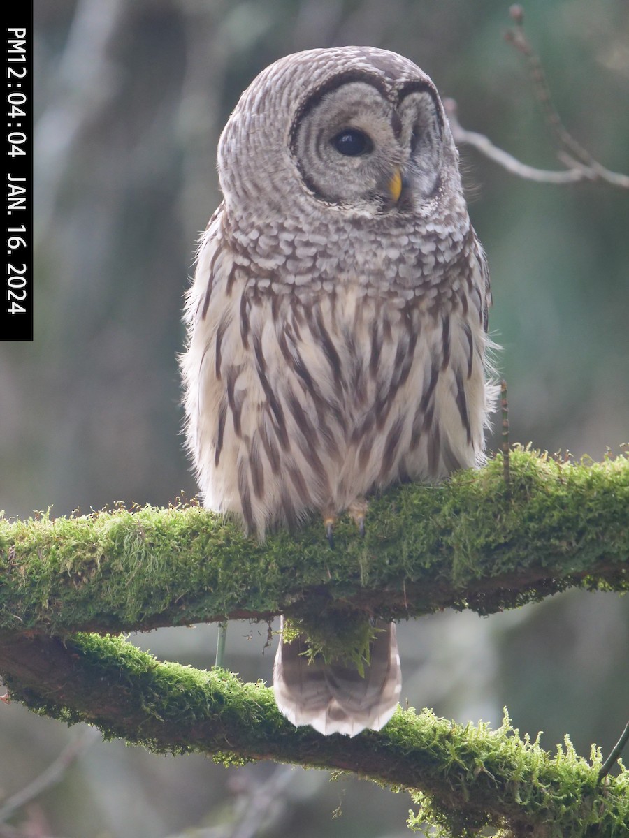 Barred Owl - ML613653298