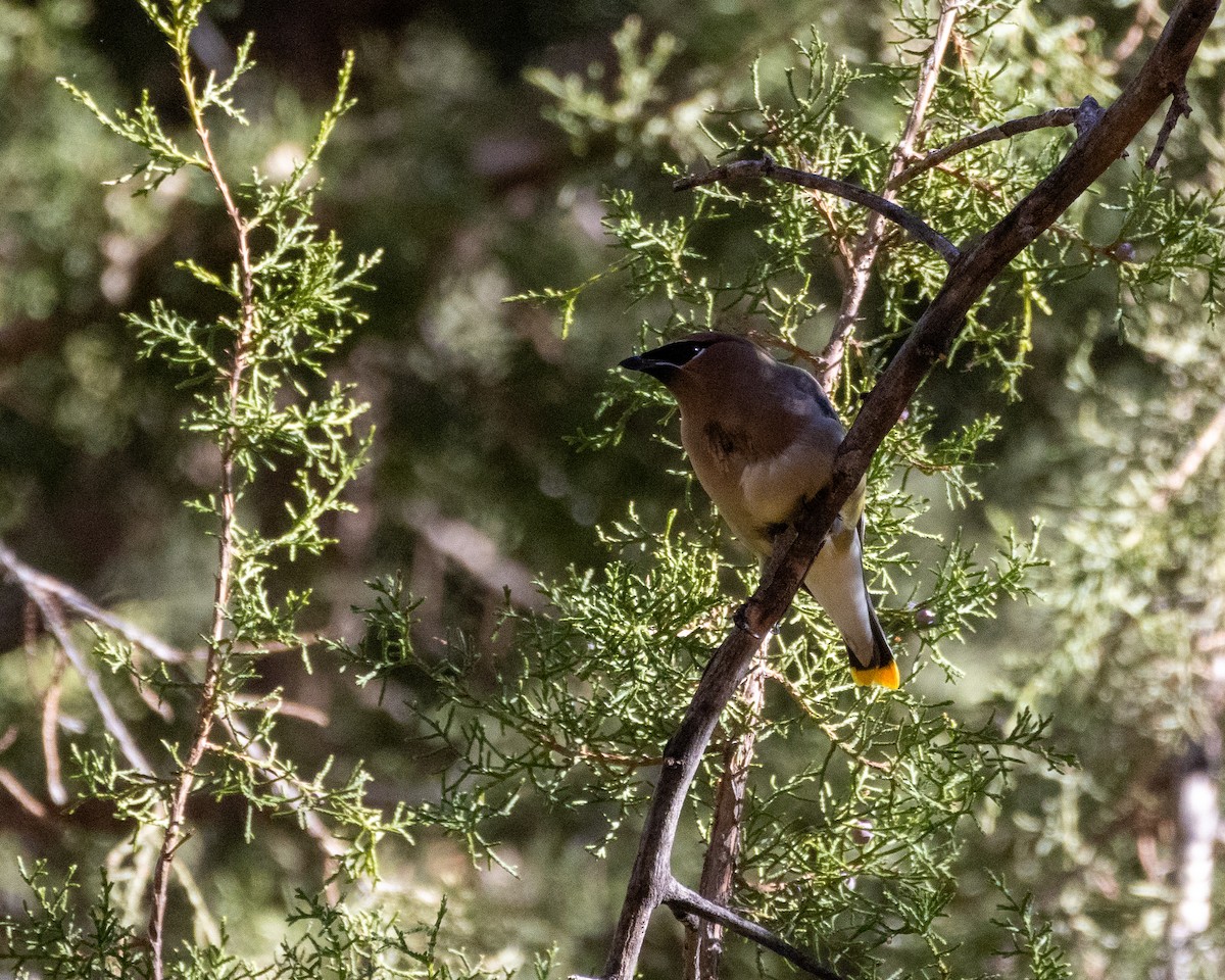 Cedar Waxwing - ML613653302