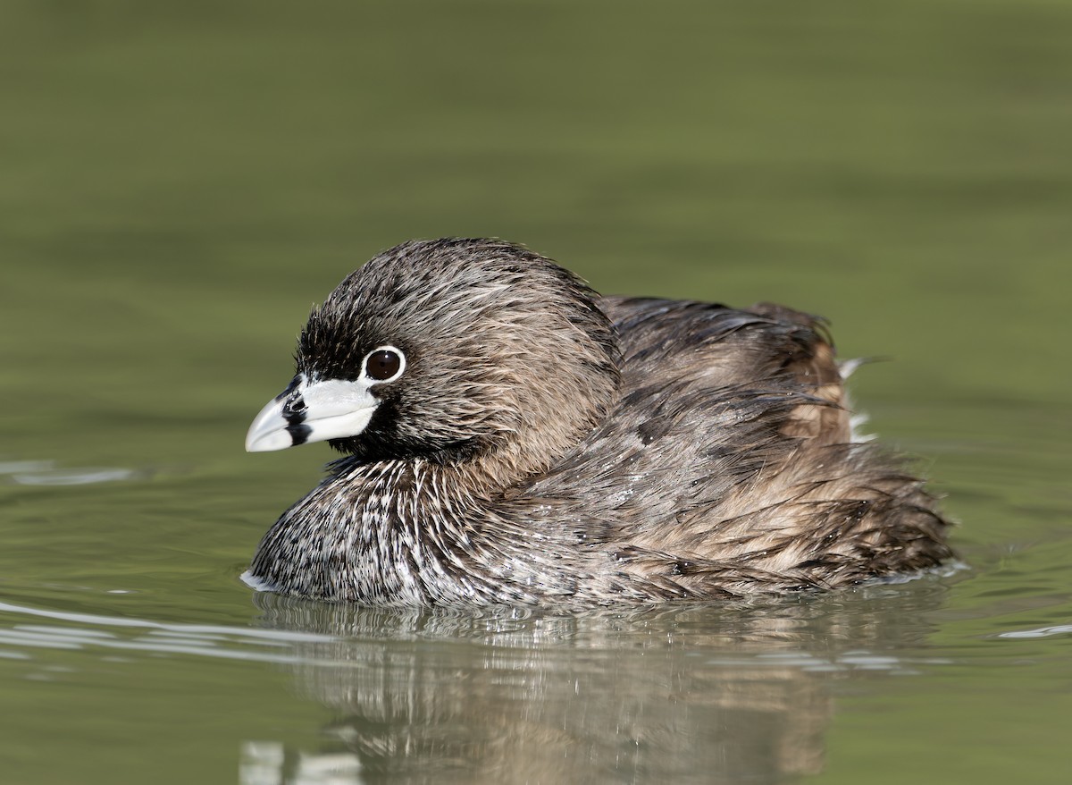 Pied-billed Grebe - Pablo Martinez Morales