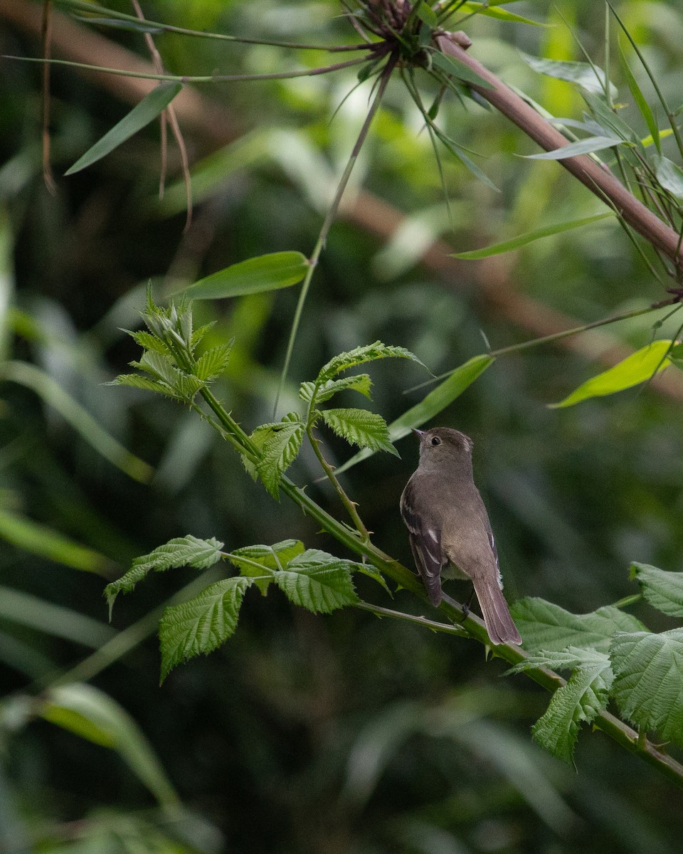 White-crested Elaenia - ML613653368