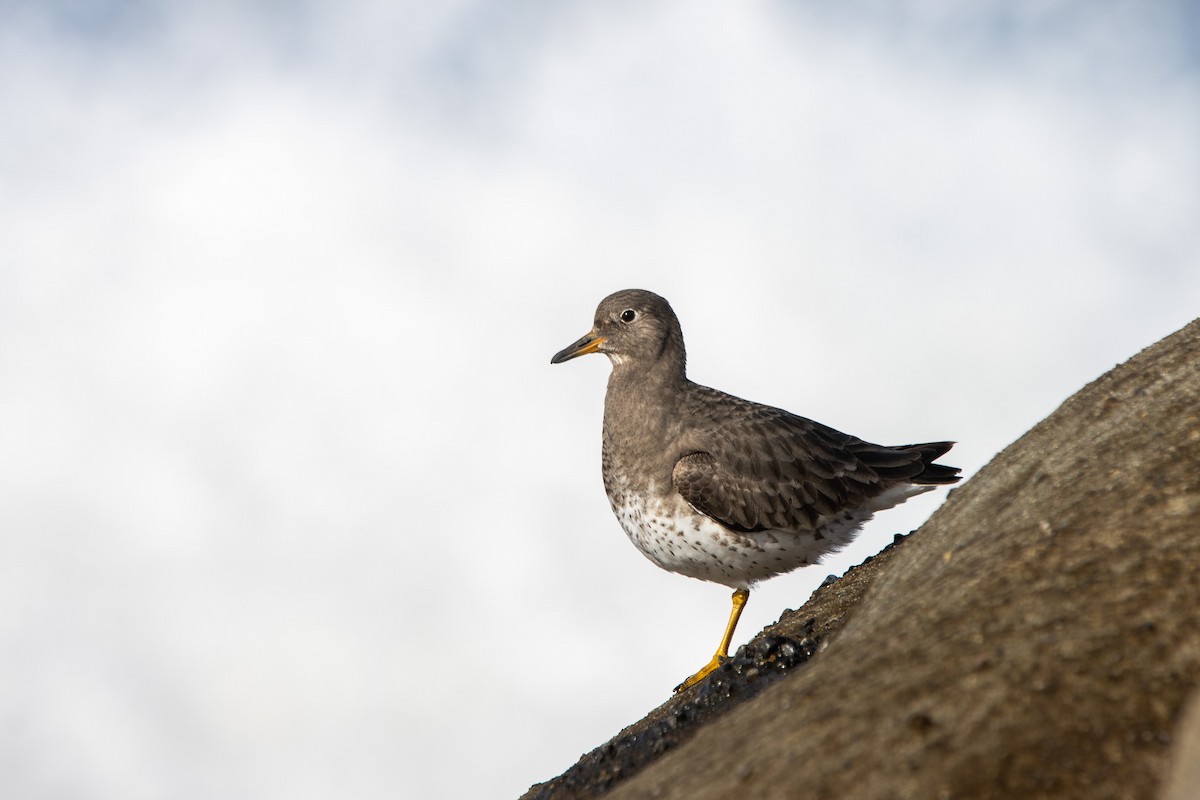 Surfbird - ML613653392