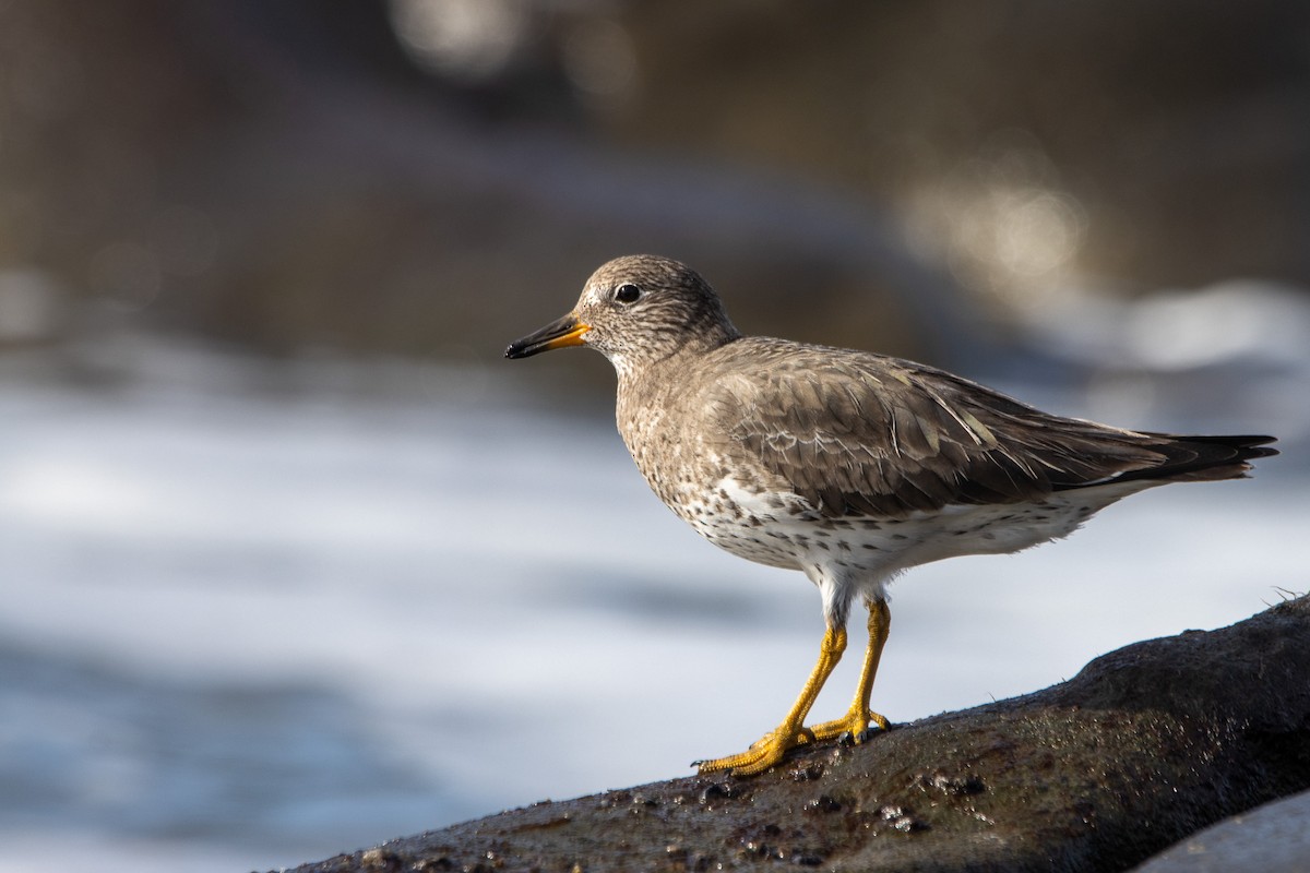 Surfbird - ML613653393