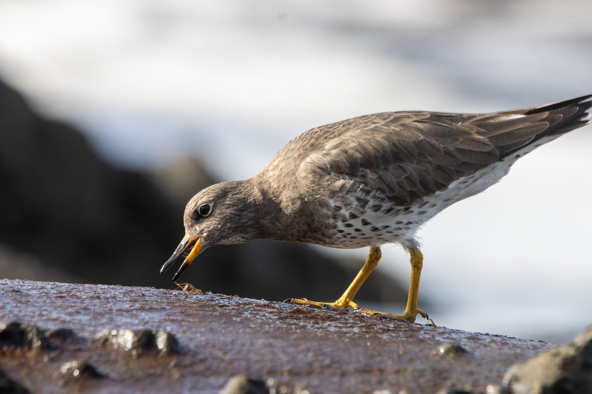 Surfbird - ML613653395