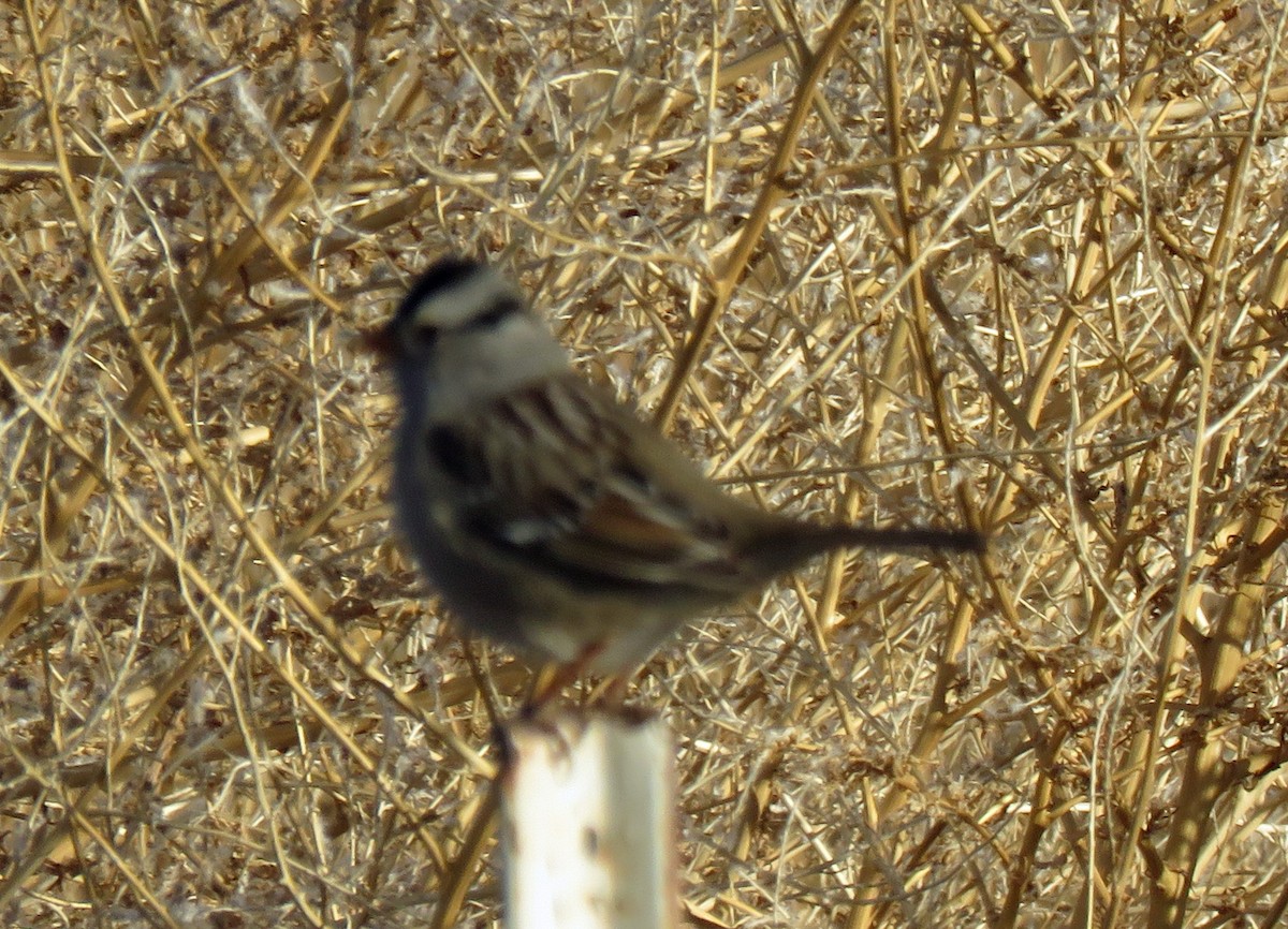 White-crowned Sparrow - Joe Hanfman