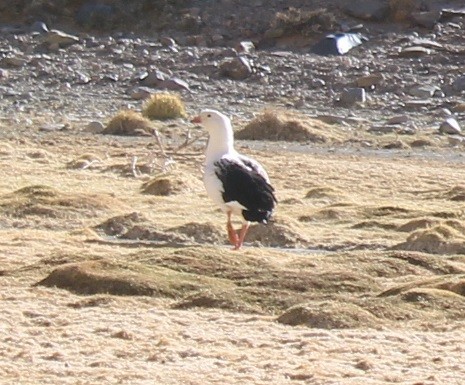 Andean Goose - MARIANA WILLEMOES