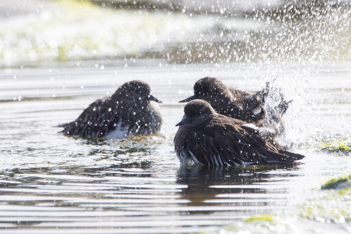 Black Turnstone - ML613653421