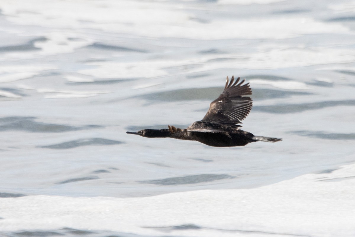 Pelagic Cormorant - Tristan Yoo