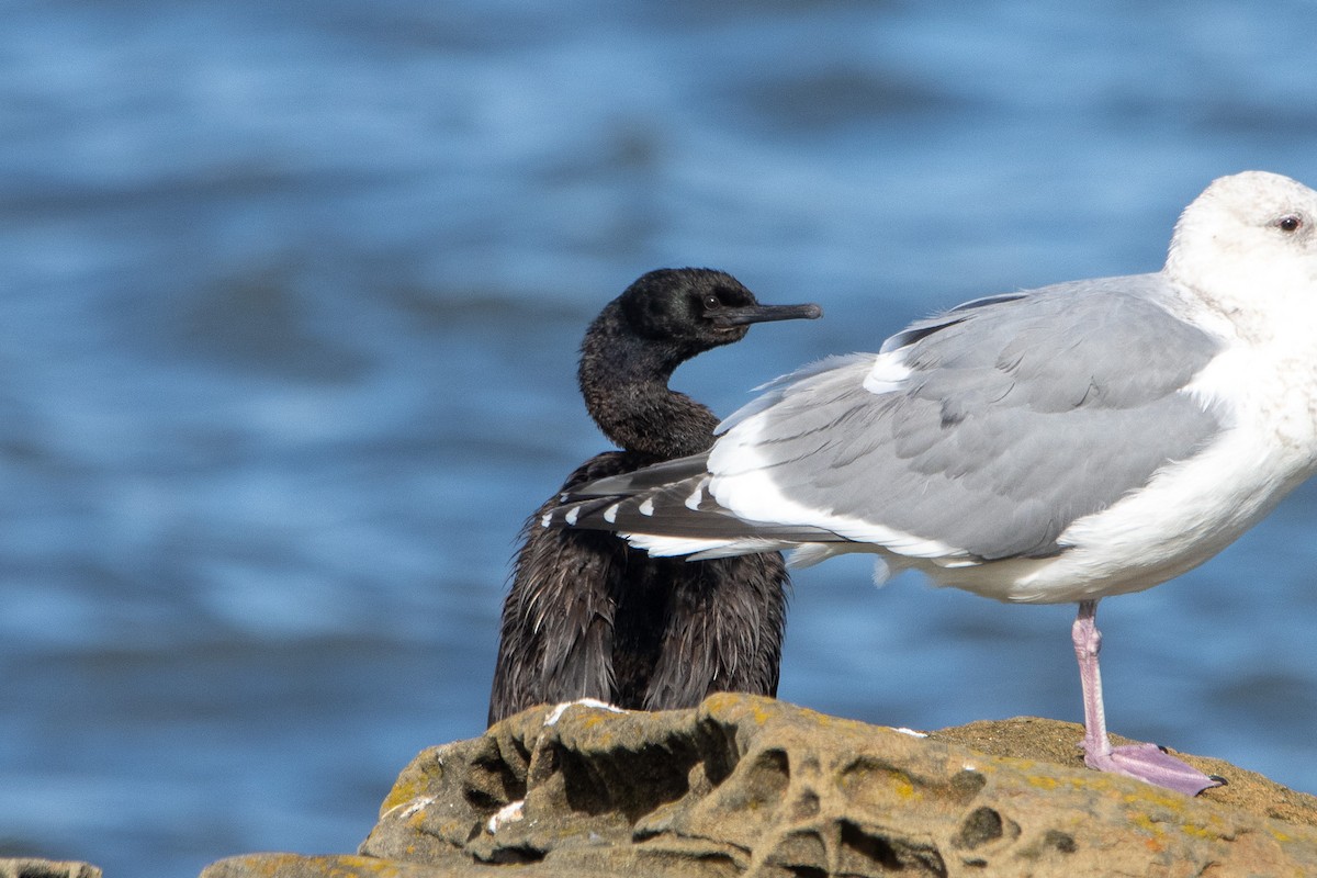 Pelagic Cormorant - ML613653460