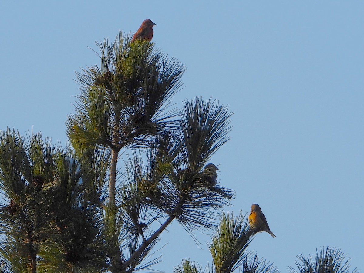 Red Crossbill - Dave Cieslak