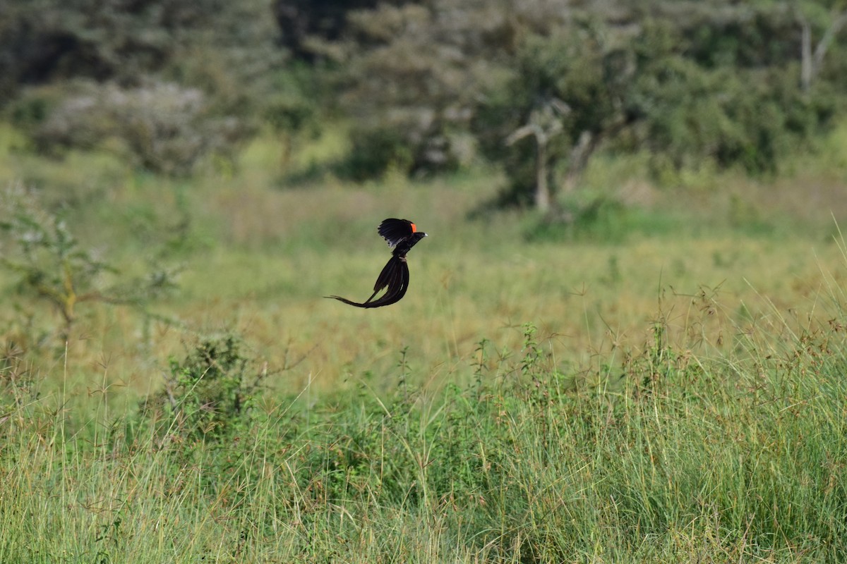 Long-tailed Widowbird - ML613653600