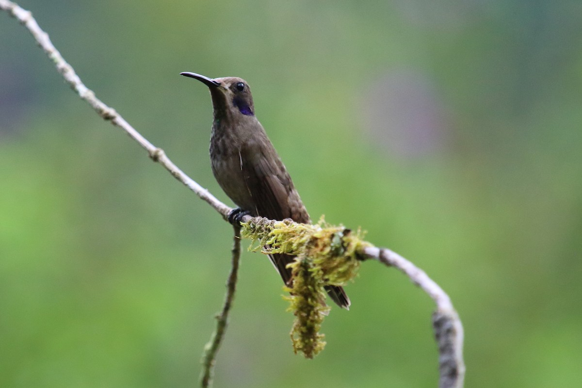 Colibri de Delphine - ML613653613