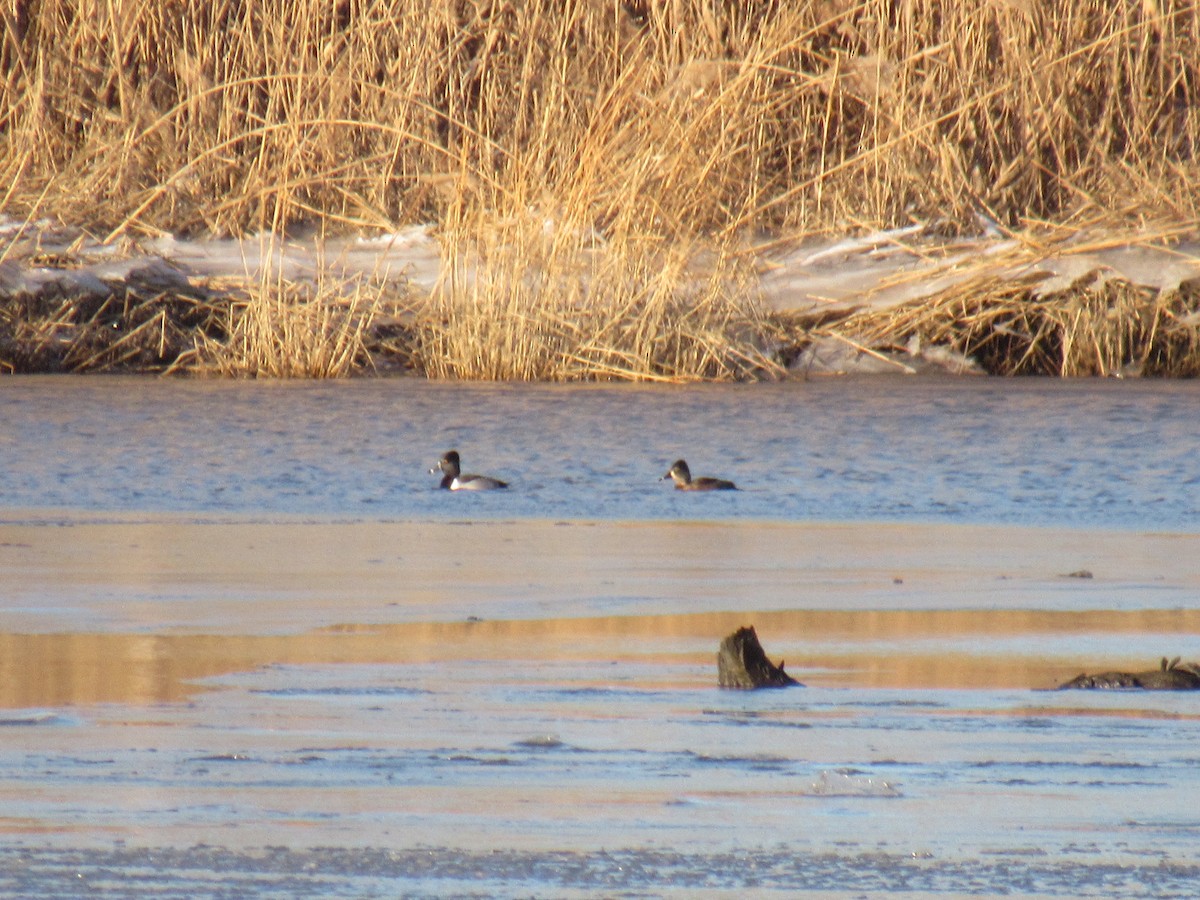 Ring-necked Duck - ML613653705