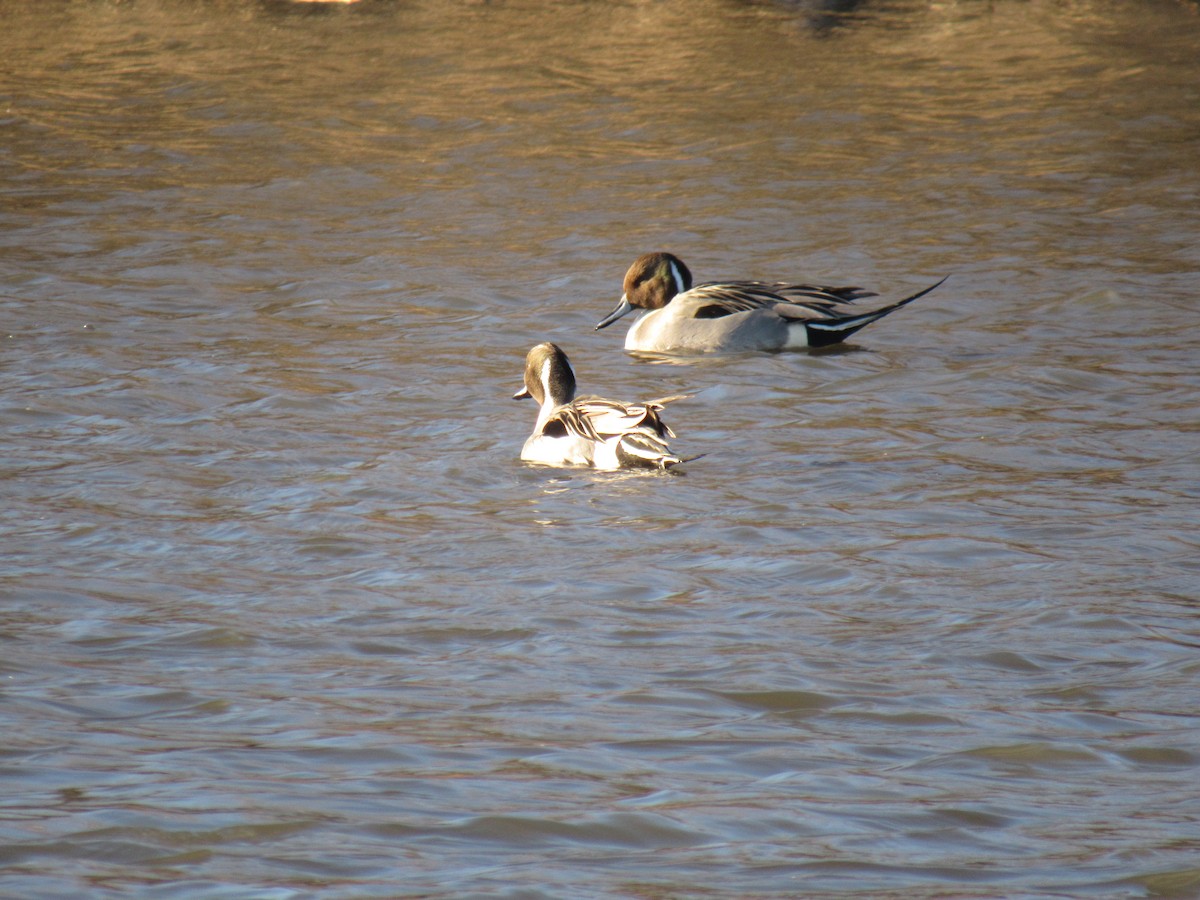 Northern Pintail - John Coyle