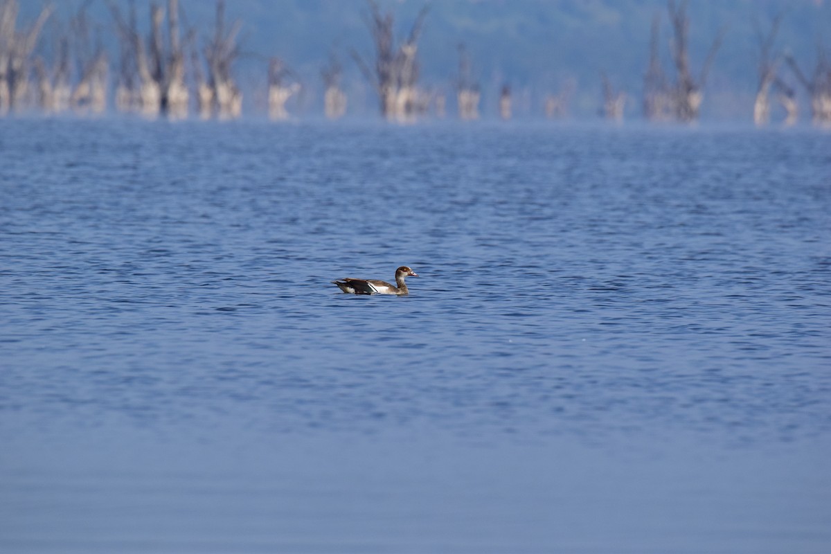 Egyptian Goose - ML613653753