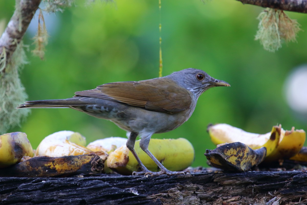 Pale-breasted Thrush - ML613653820