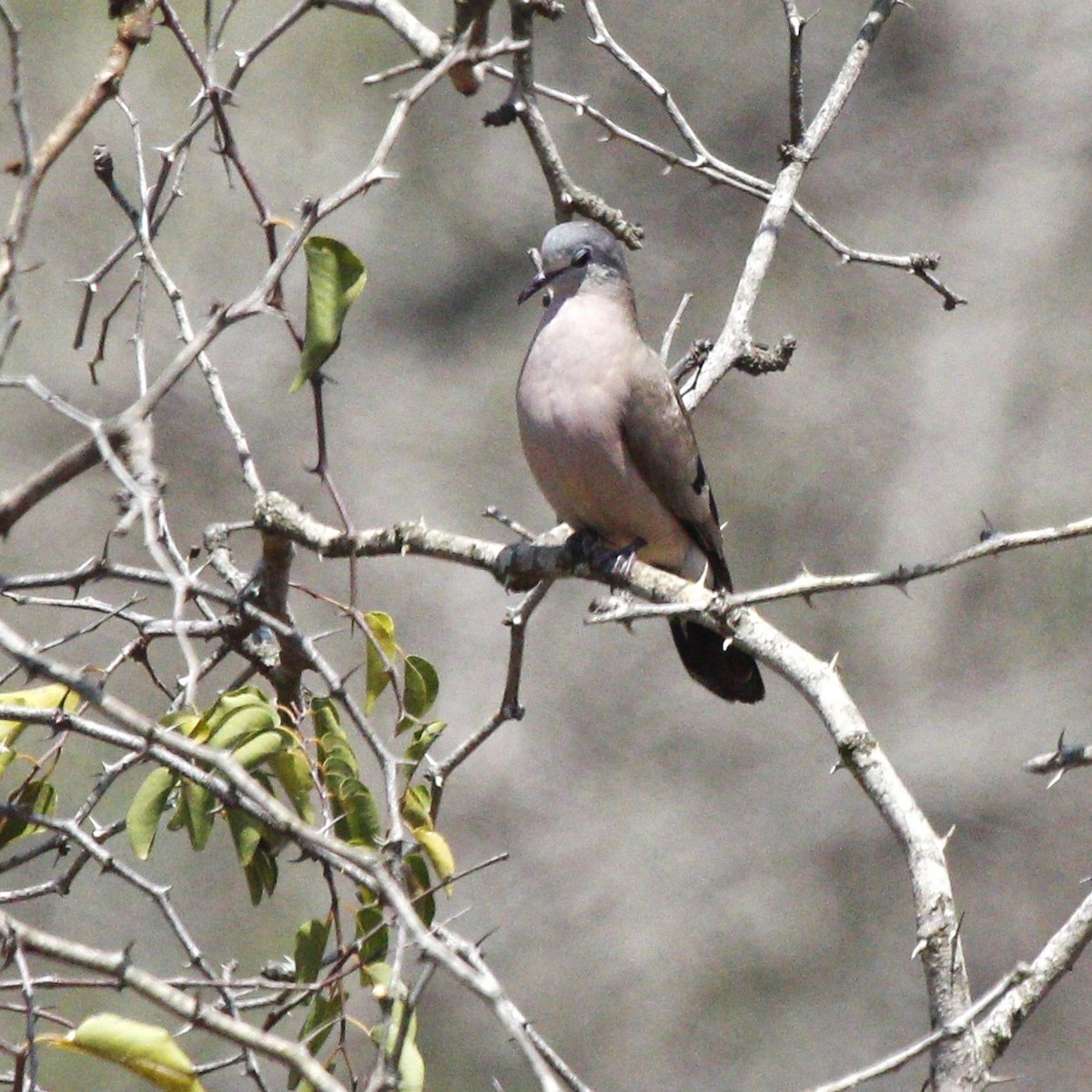 Emerald-spotted Wood-Dove - ML613653949