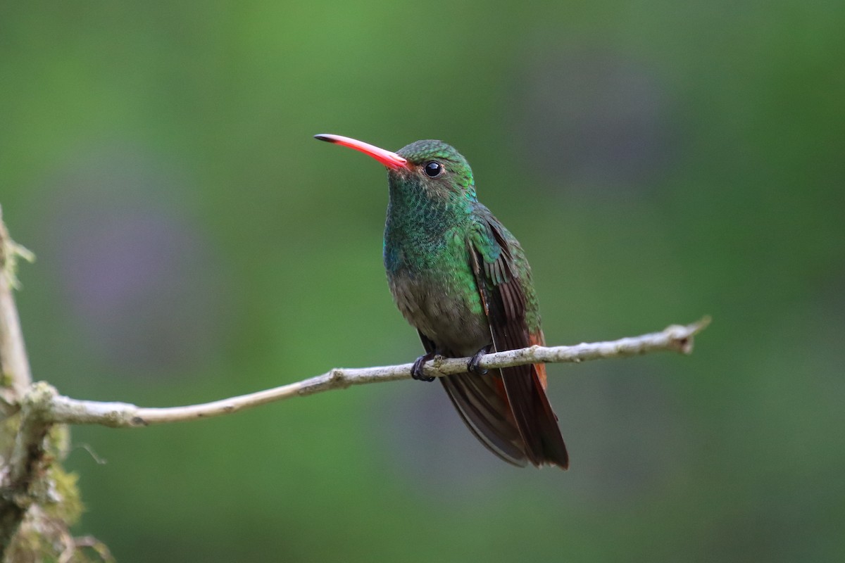 Rufous-tailed Hummingbird - ML613654050