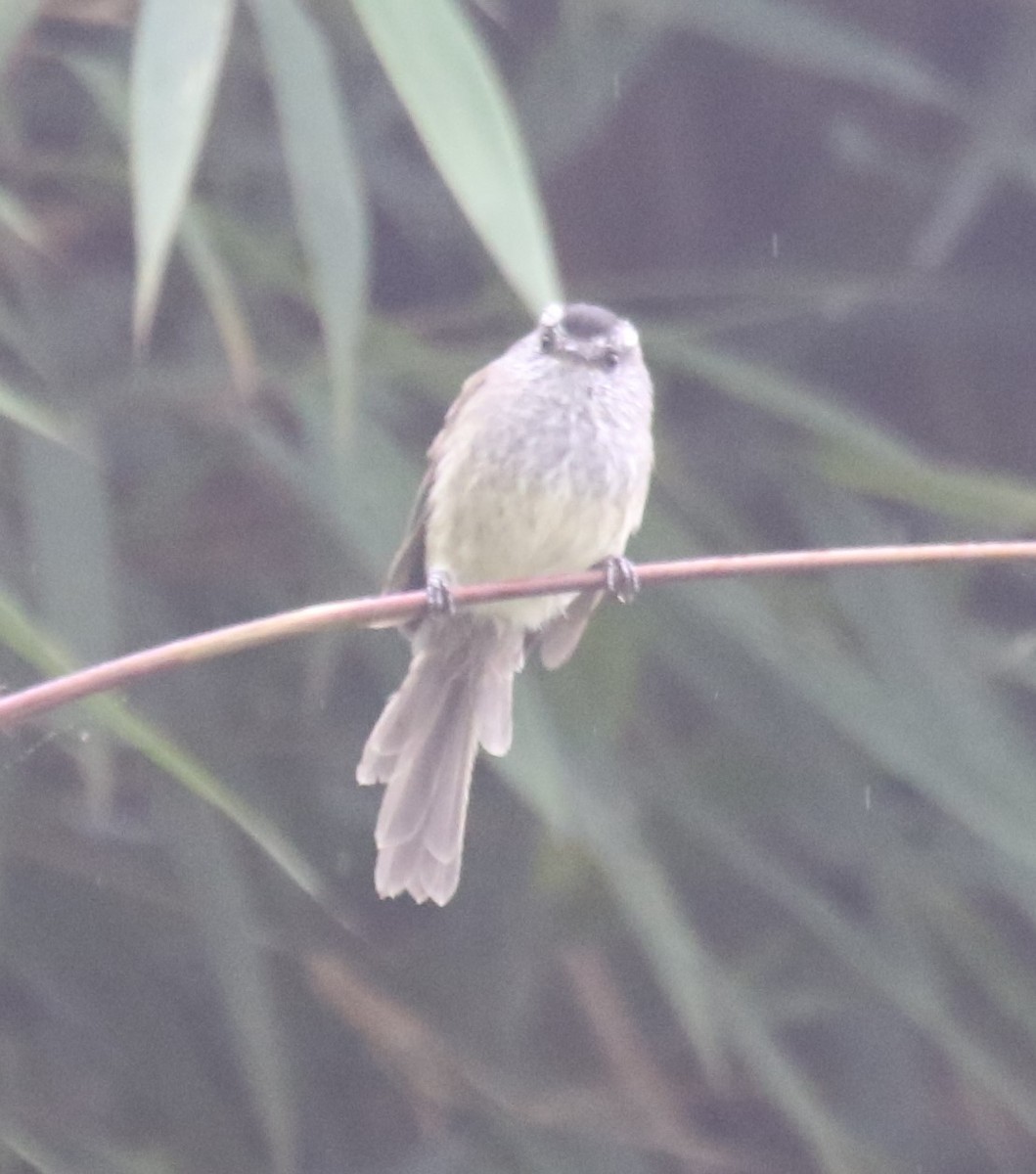 Unstreaked Tit-Tyrant - ML613654051