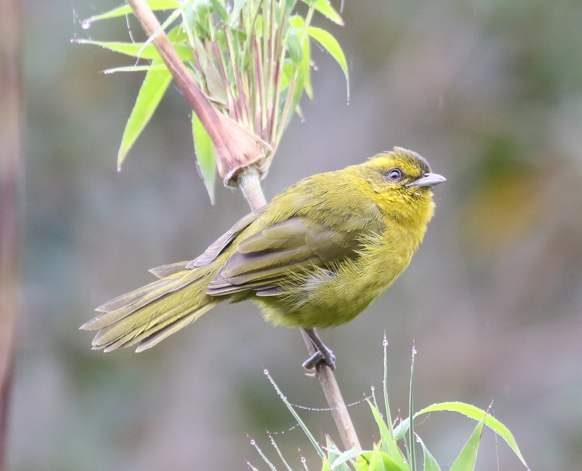 Parodi's Hemispingus - ML613654078