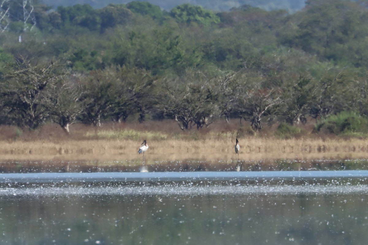 Jabiru d'Amérique - ML613654115