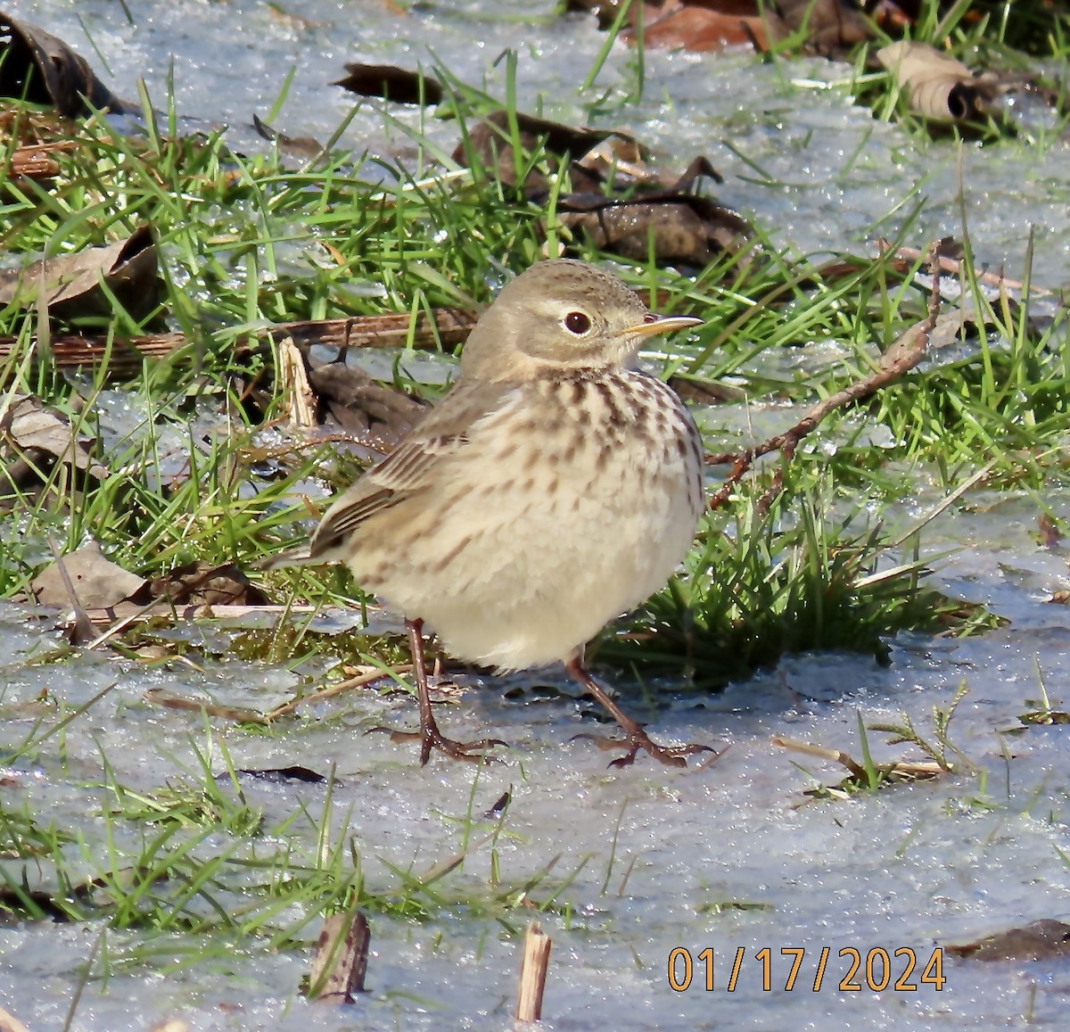 American Pipit - ML613654132