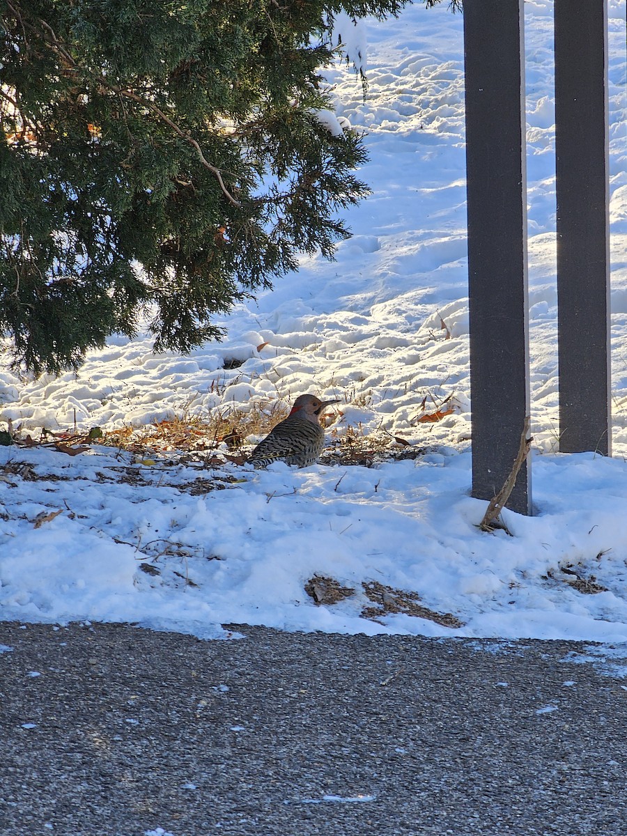 Northern Flicker - Paul Evans