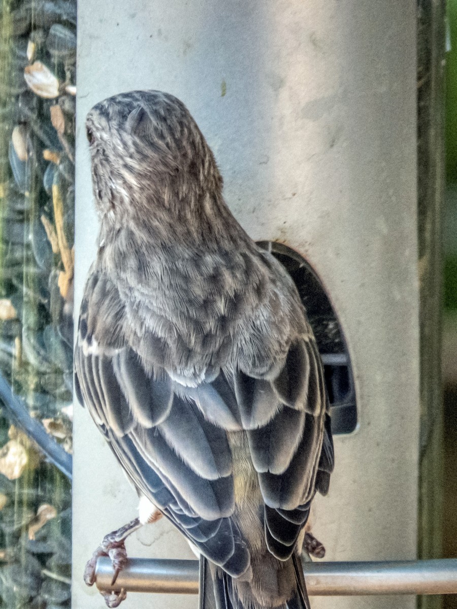 House Finch - Esther M Key