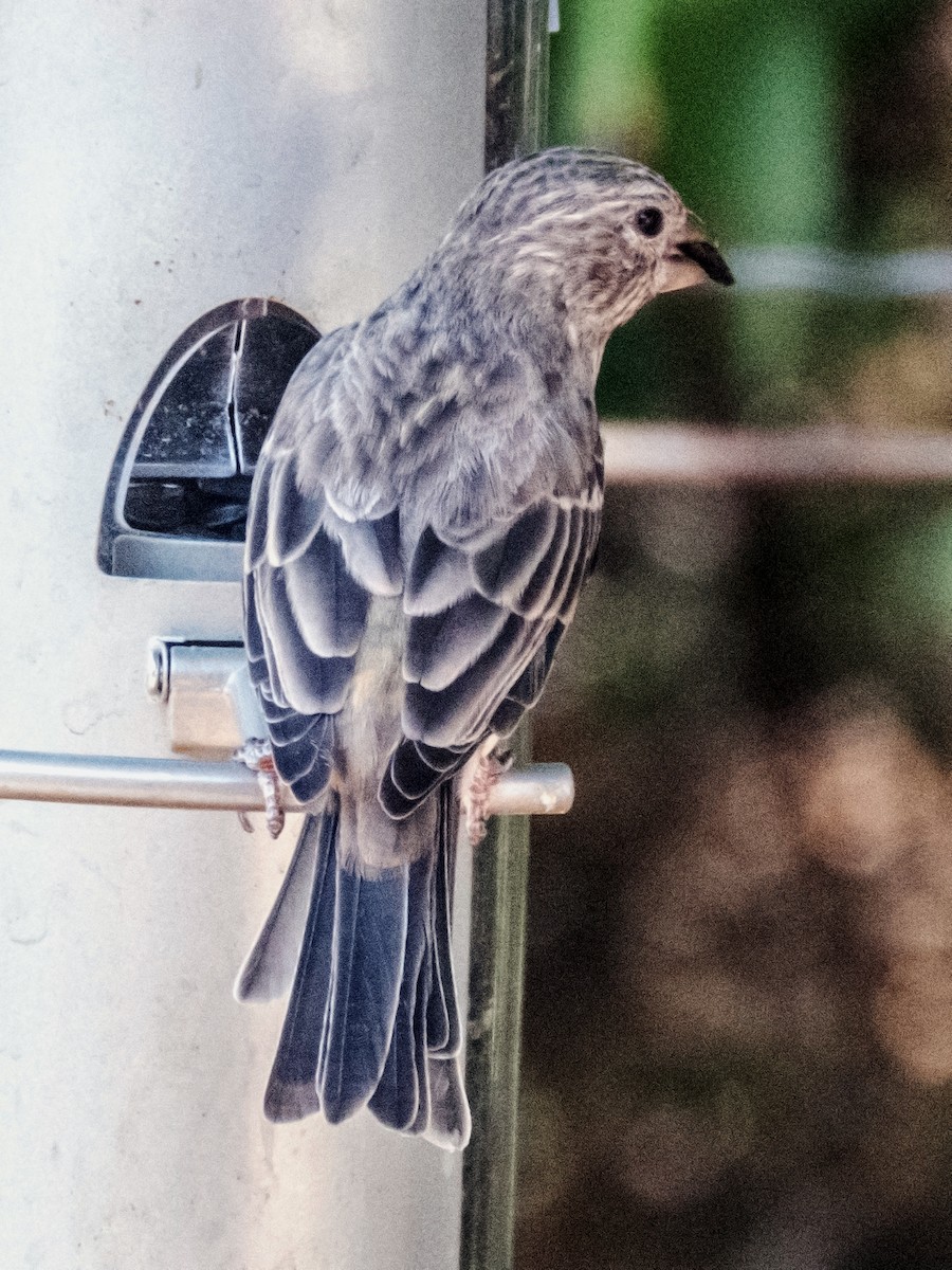 House Finch - ML613654189