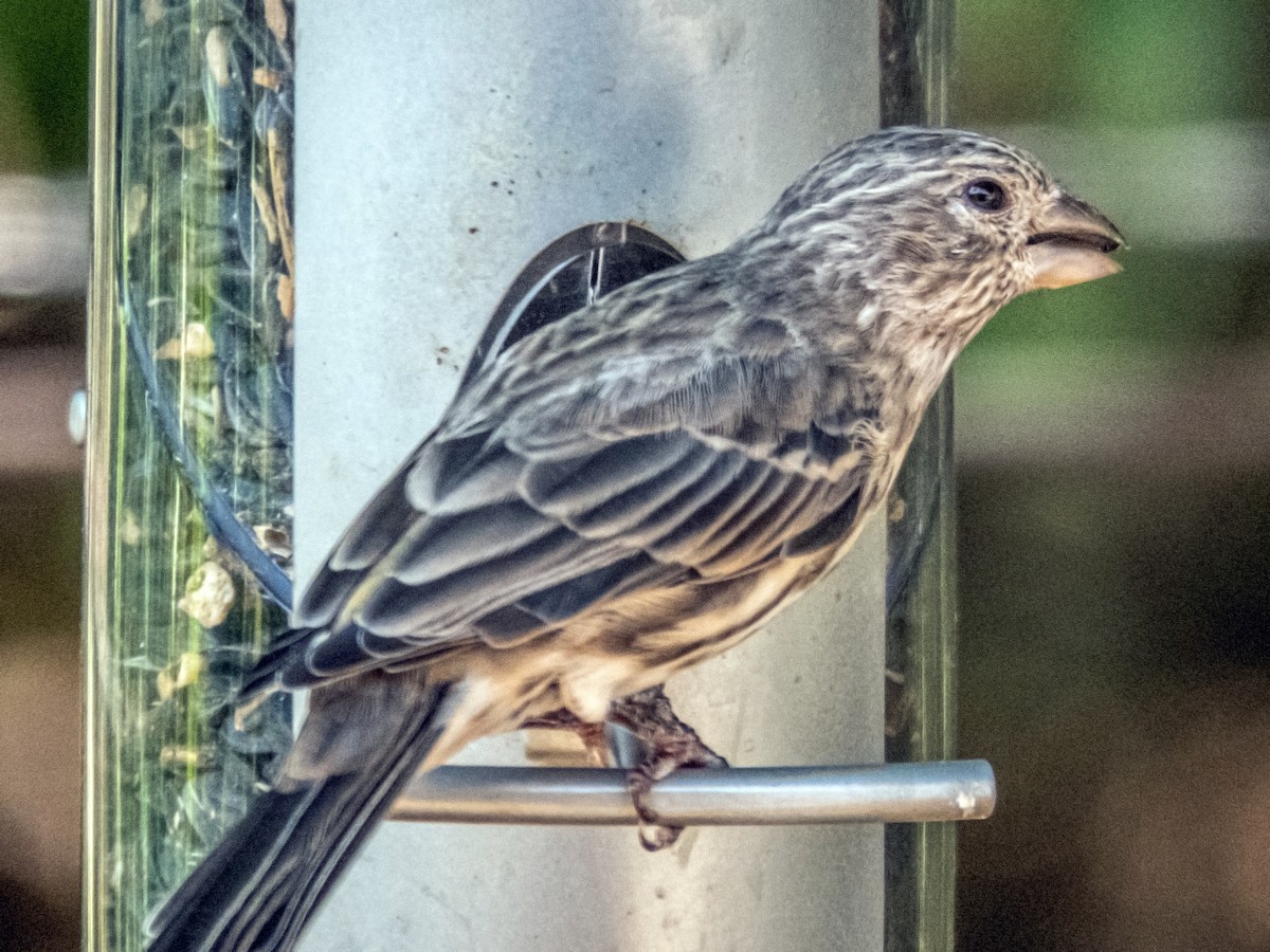 House Finch - Esther M Key