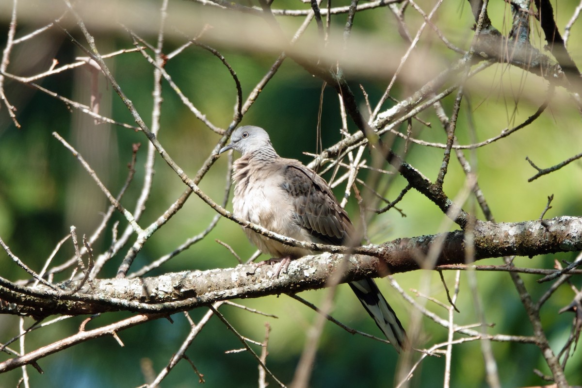 Küpeli Üveyik (chinensis/tigrina) - ML613654221