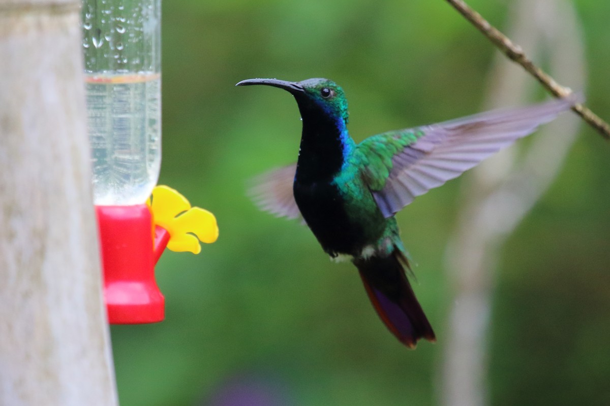 kolibřík tropický - ML613654231
