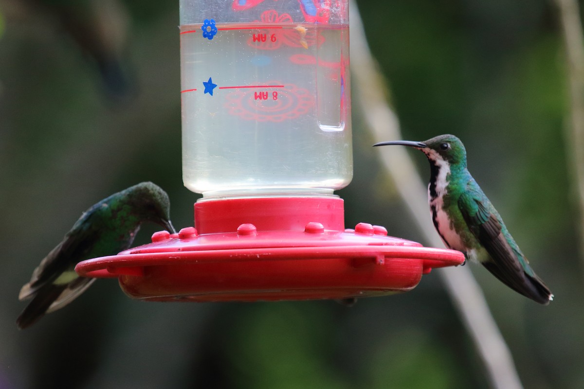 kolibřík tropický - ML613654234
