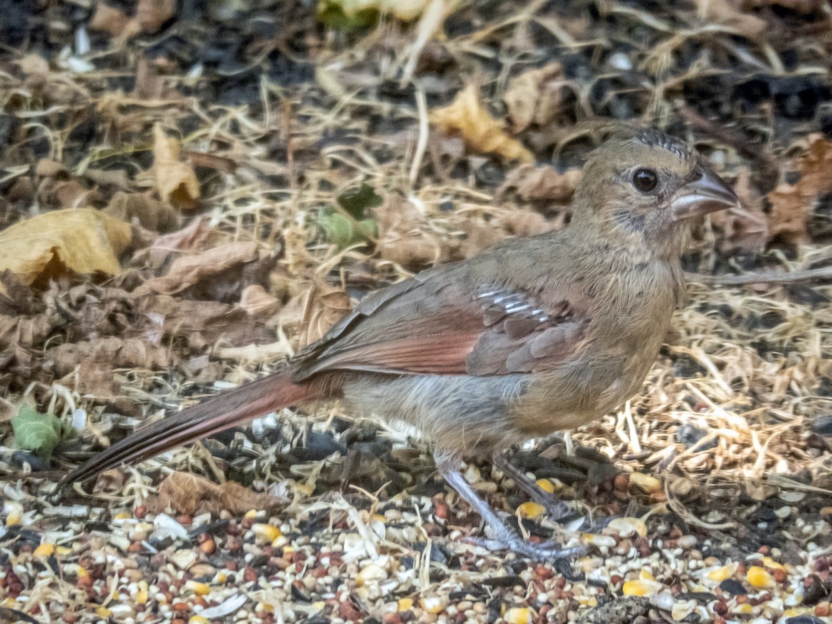 Northern Cardinal - ML613654236