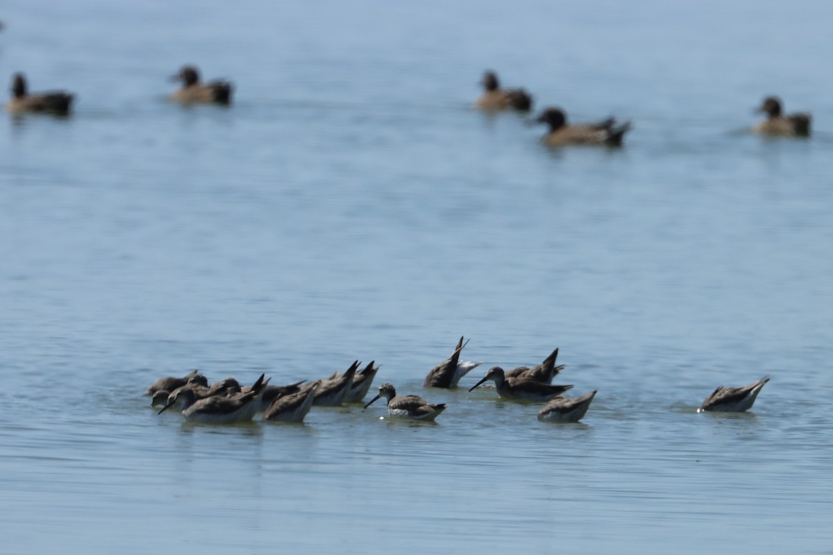 Stilt Sandpiper - ML613654242