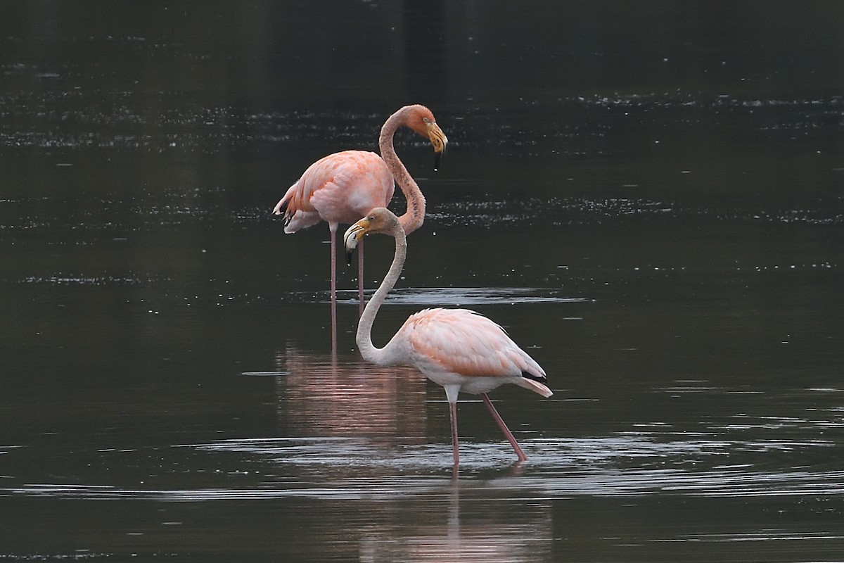 Amerika Flamingosu - ML613654243