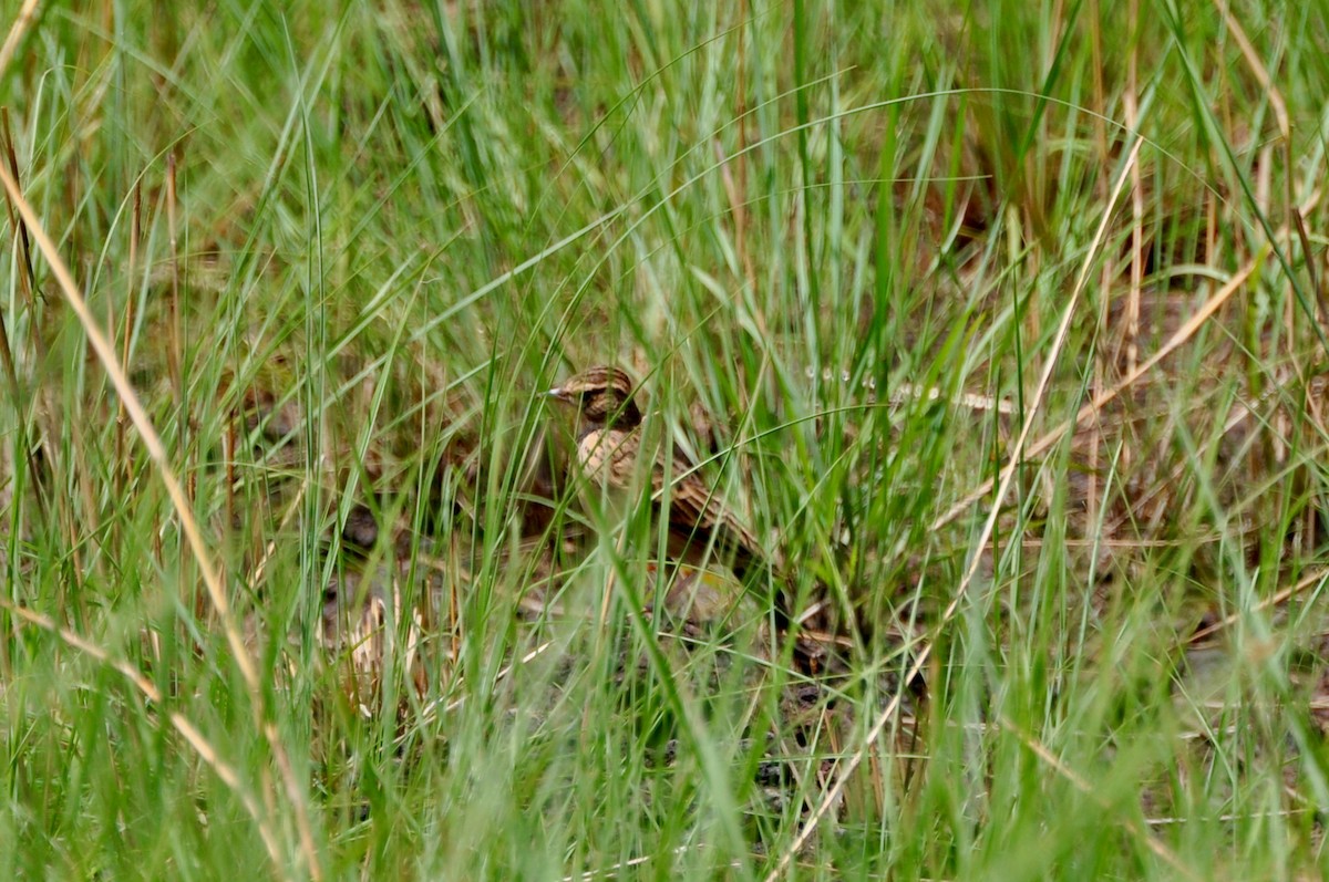 Sun Lark - Vincent Létourneau