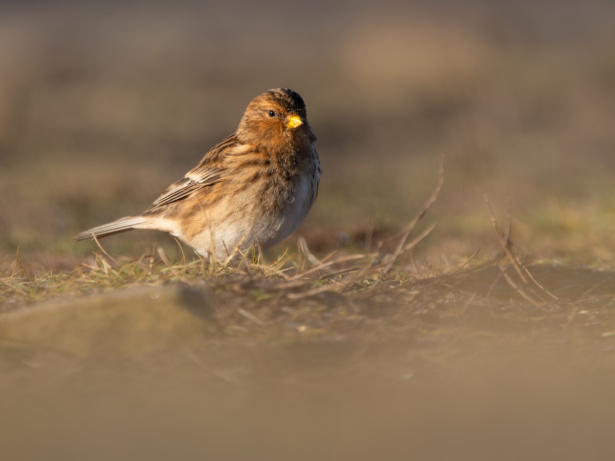 Sarı Gagalı Ketenkuşu - ML613654370